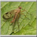 Rhagio scolopaceus - Schnepfenfliege m12.jpg